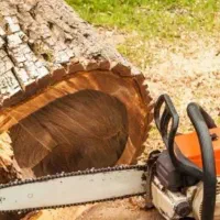 انواع درختان هرس و قطع انجام میدم|خدمات باغبانی و درختکاری|قشم, |دیوار