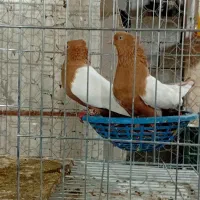 سینه ای چپ اشعل دمسفید یکت