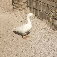 قاز|حیوانات مزرعه|شادگان, |دیوار