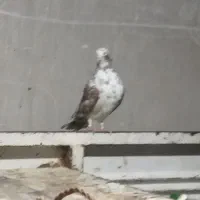 دوتاکبوتر نر کاکلی|پرنده|بوکان, |دیوار