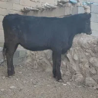 گاو و گوساله (تلیسه برانسویس)|حیوانات مزرعه|کامفیروز, |دیوار