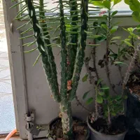 فروش گل و گلدان|گل و گیاه طبیعی|شاهرود, |دیوار