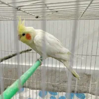 عروس هلندی