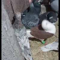 بیست و یکی حیوان بوم یکجا جفتی 850