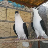 سیاه خوشرنگ