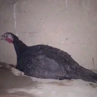 بوقلمون کرچ