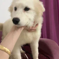 سگ سامویید ۴ ماهه|سگ|لاهیجان, انقلاب|دیوار