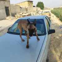 گم شده