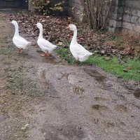 فروش یک ست قوغاز اکراینی