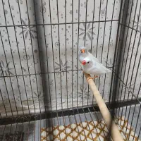 فنچ سفید|پرنده|کرمان, |دیوار