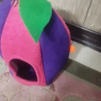 عروس قفس جفت کوتوله برزیلی رنگ آبی دستی|پرنده|مشهد, رستگار|دیوار