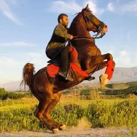 اسب دره شوری نوه شاهزاده سین|اسب و تجهیزات اسب‌سواری|اردبیل, |دیوار