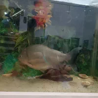 ماهی گوشتخوار درشت|ماهی|مشهد, امیرآباد|دیوار