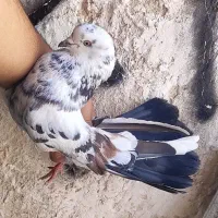 طوقیه باخه عمی اوغلی|پرنده|اردبیل, |دیوار