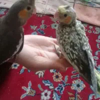 پرنده|پرنده|شهرکرد, |دیوار