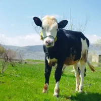 گوساله ماده« مونت بیلیارد»