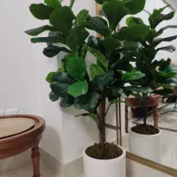 درختچه لیراتا