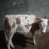 اصل سمیتال|حیوانات مزرعه|سیلوانه, |دیوار