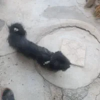 معافظه باقابلمه|سگ|یاسوج, |دیوار