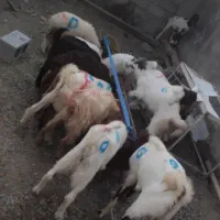 کهره و بره کشاکی گوشتی میکشم تحویل میدم