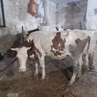 گاوسیمنتال|حیوانات مزرعه|اردبیل, |دیوار