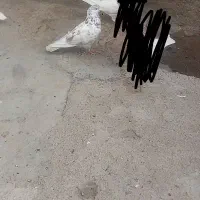 چیل نر قد دار