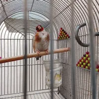 سهره جوجه بزرگ کرده