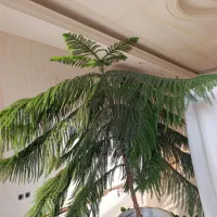 گیاه آپارتمانی