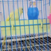۰۹۱۰۴۲۹۶۳۵۳