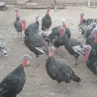 بوغلمون ۸ ماهه|حیوانات مزرعه|جوادآباد, |دیوار