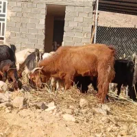 دبر بز کهره دار بز ابستن