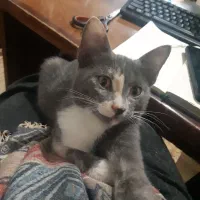 واگزاری رایگان|گربه|لاهیجان, گلستان|دیوار