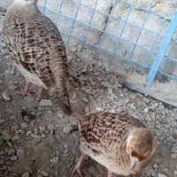بلدرچین