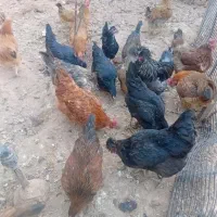 مرغ تخم گذار