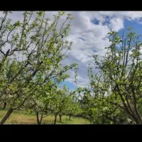 فروش باغ هزار متری هماشهر(سپیدان)