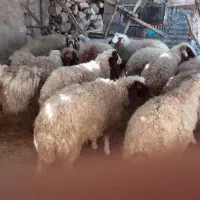 بره