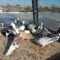 کفترتکپروآلمانی ورنگی|پرنده|تاتار علیا, |دیوار