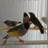 فنچ گلدین|پرنده|نیشابور, شهرک قدس|دیوار