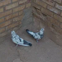 کبوتر