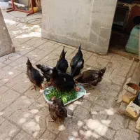 مرغ تخم گذار سیاه