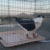 ساده سیا کاکلی کفتر بوم