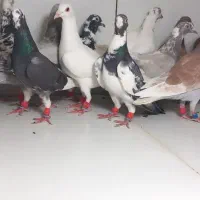 ماده پرشی سوسکی و پلنگ