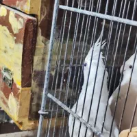 عروس هلندی مولد