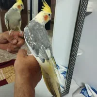 دو عدد عروس هلندی