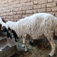 میش و بره های دوقلو