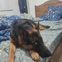 واگذاری ژرمن ۱۸ماهه|سگ|بندرعباس, |دیوار