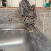 گربه. بچه گربه. پیشی