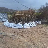 نهال گردو ۵ ساله  چند لر خوشه ای