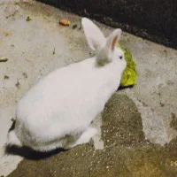 سه عدد خرگوش زیبا همراه با مادر|موش و خرگوش|بانه, |دیوار