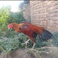 خروس لاری  اصل